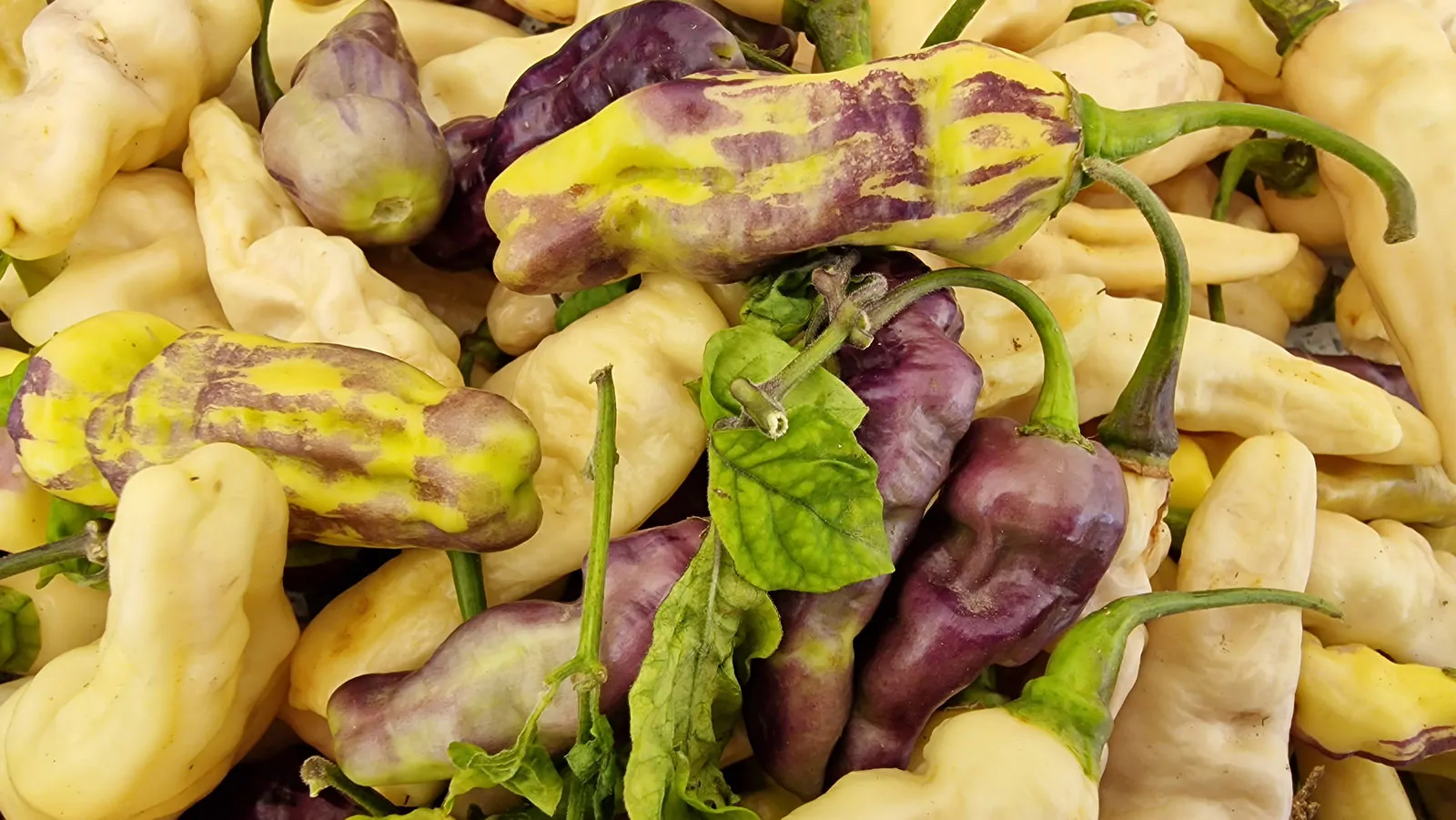 FruitGum White Multicoloured Chilli Seeds - Image 6