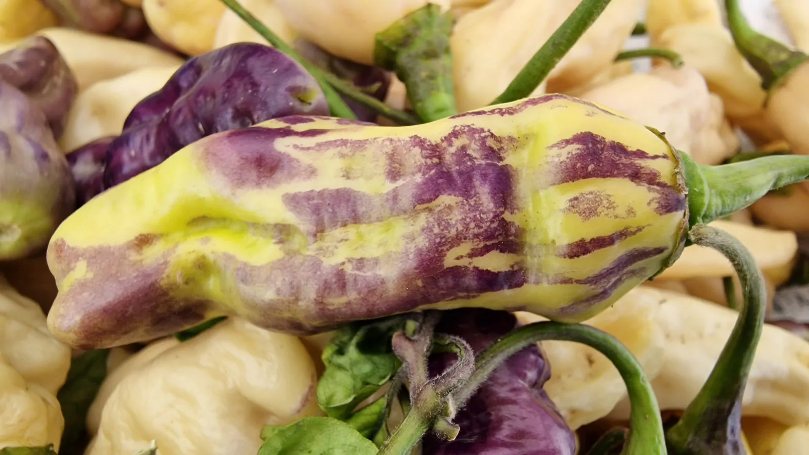 FruitGum White Multicoloured Chilli Seeds - Image 4