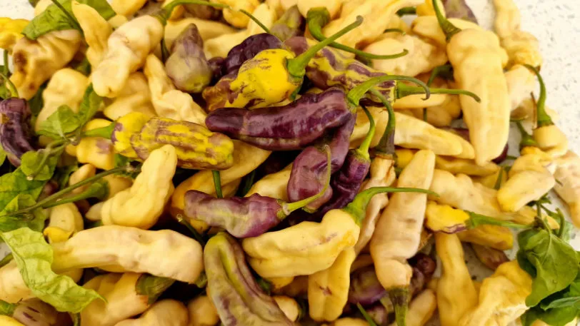 FruitGum White Multicoloured Chilli Seeds - Image 2
