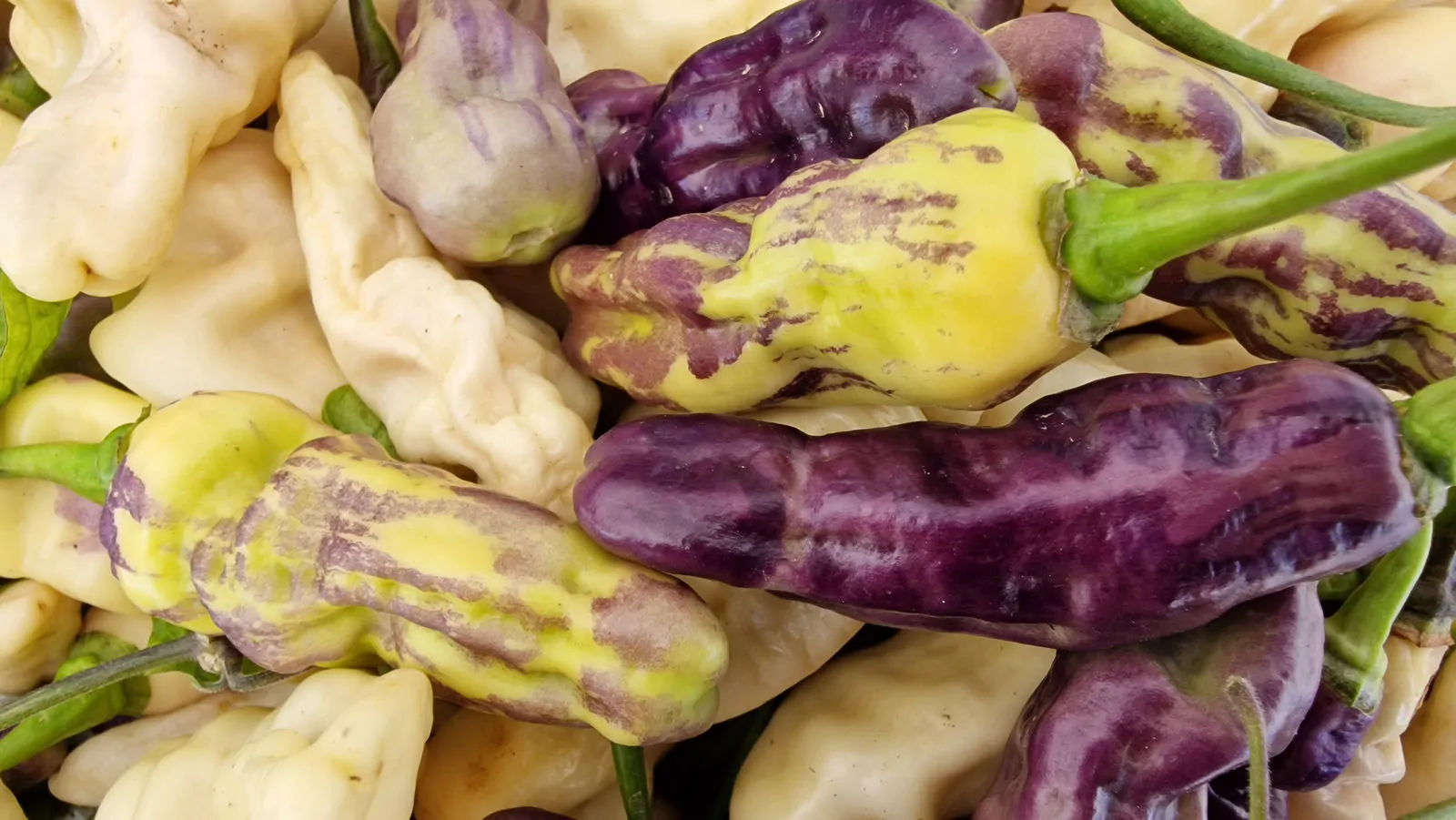 FruitGum White Multicoloured Chilli Seeds - Image 7