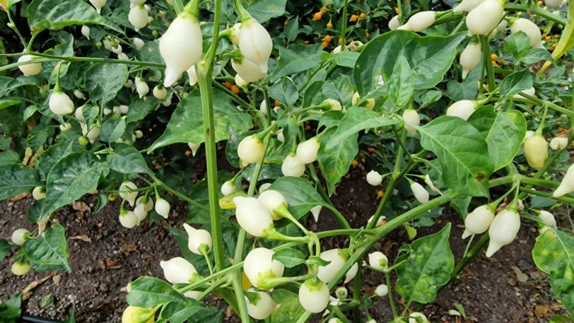 White Biquinho Chilli Seeds - Image 12