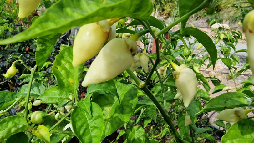 White Biquinho Chilli Seeds - Image 7