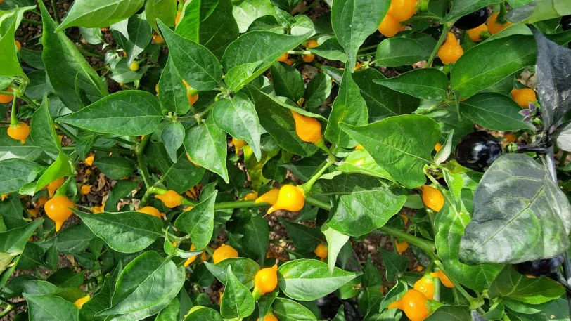 Yellow Biquinho Chilli Seeds - Image 7