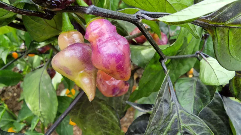 Pink Biquinho Chilli Seeds - Image 3