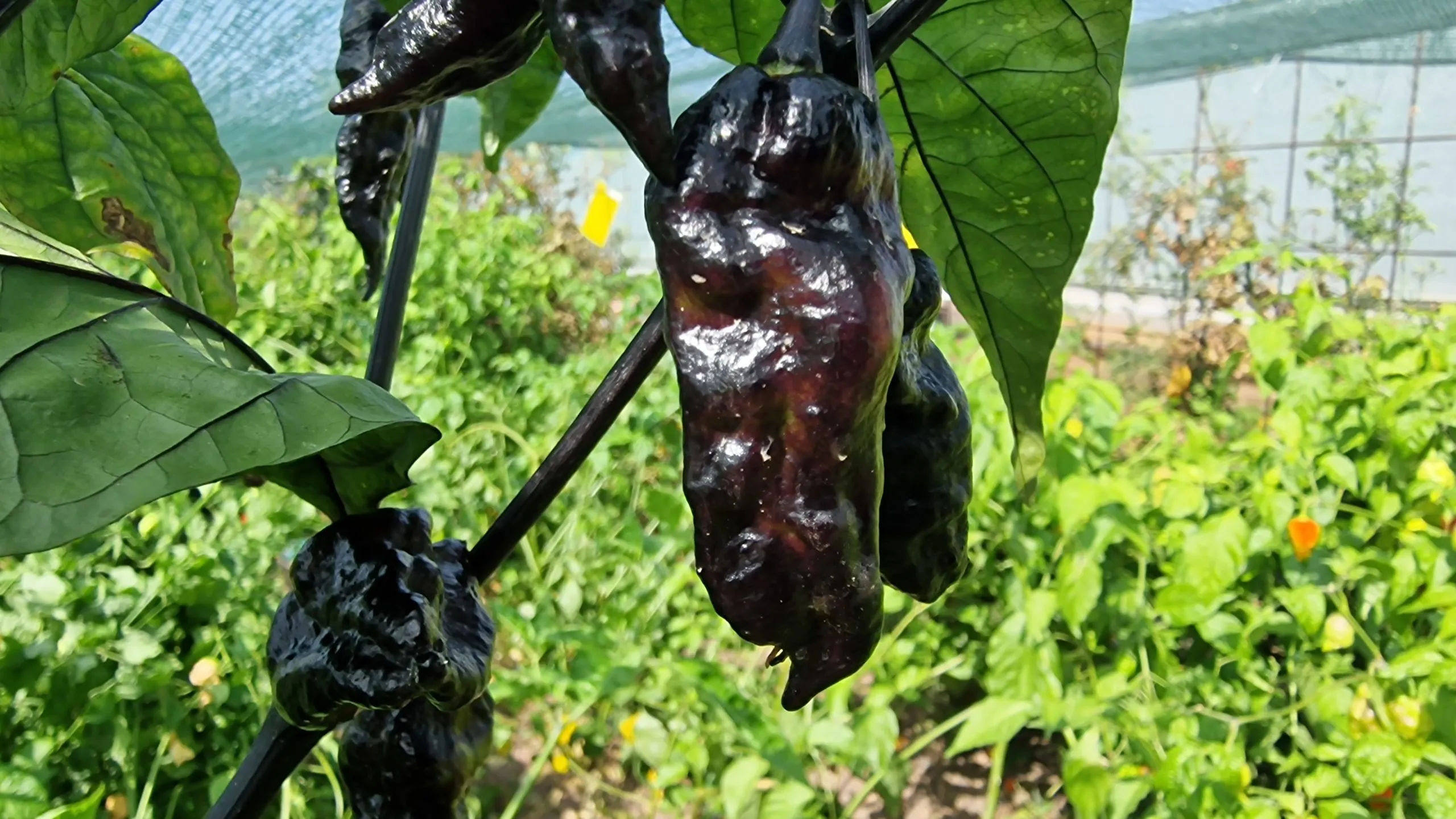 Black Phantom Orange Chilli Seeds - Image 6