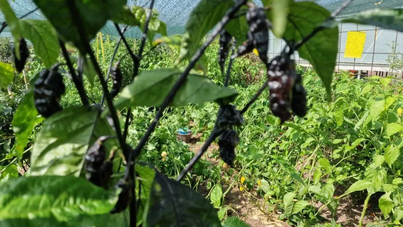 Black Phantom Orange Chilli Seeds - Image 5