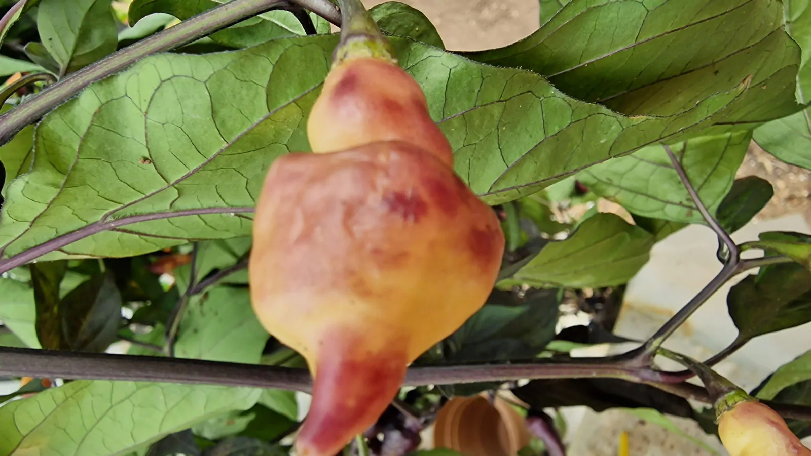 Pink Biquinho Chilli Seeds - Image 4