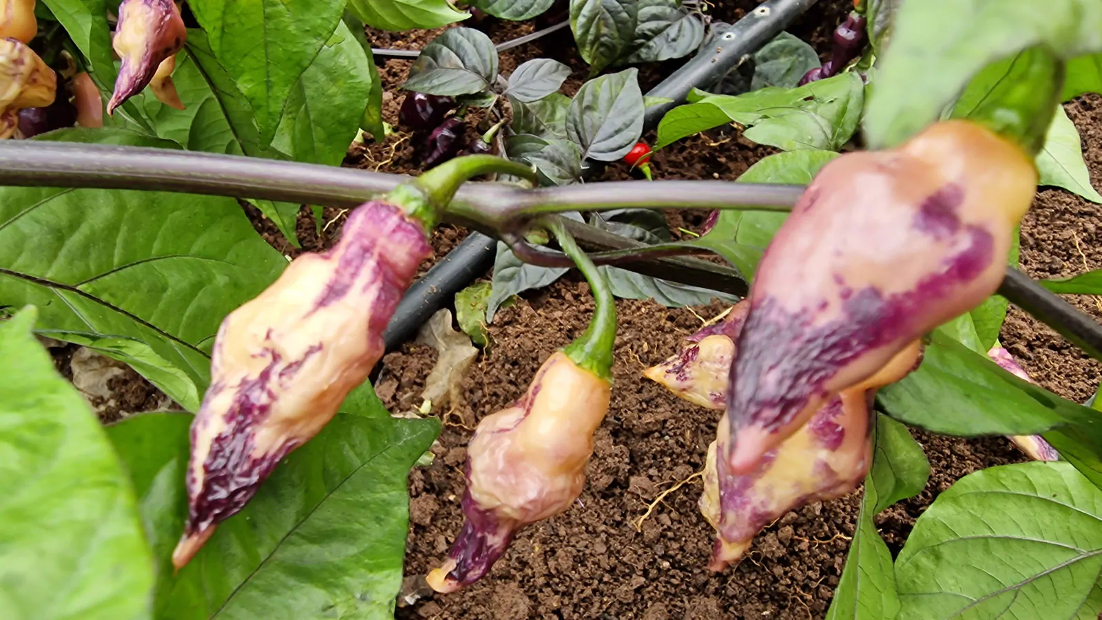 Pink Biquinho Chilli Seeds - Image 5