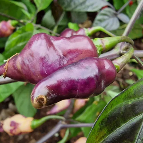 Pink Biquinho Chilli Seeds
