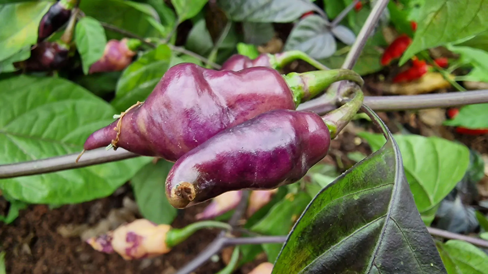 Pink Biquinho Chilli Seeds