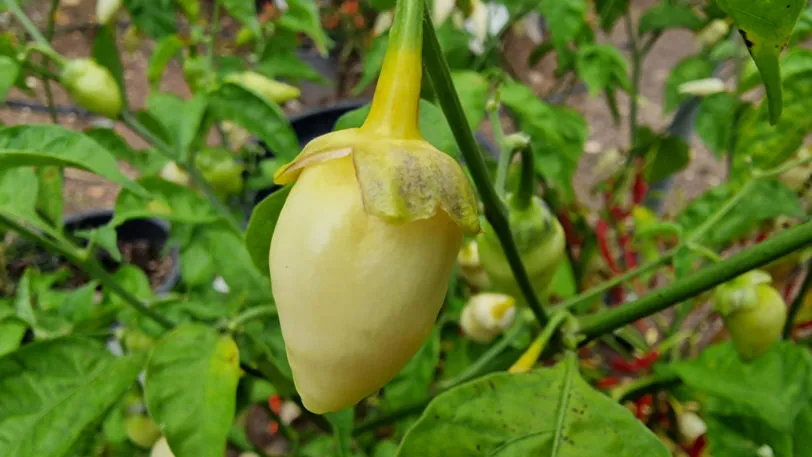 White Biquinho Chilli Seeds - Image 5