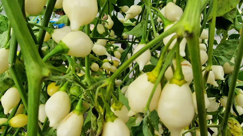 White Biquinho Chilli Seeds - Image 9