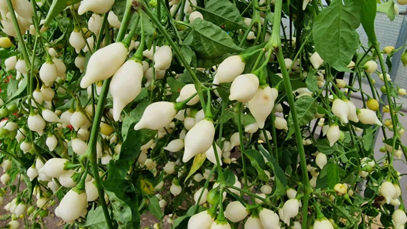 White Biquinho Chilli Seeds - Image 4