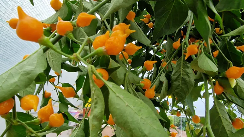 Yellow Biquinho Chilli Seeds - Image 3