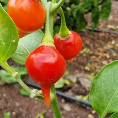 Red Biquinho Chilli Seeds
