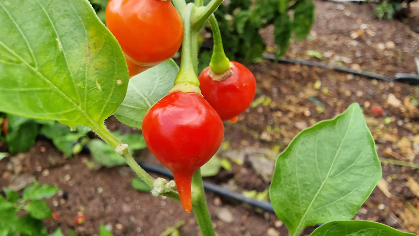 Red Biquinho Chilli Seeds