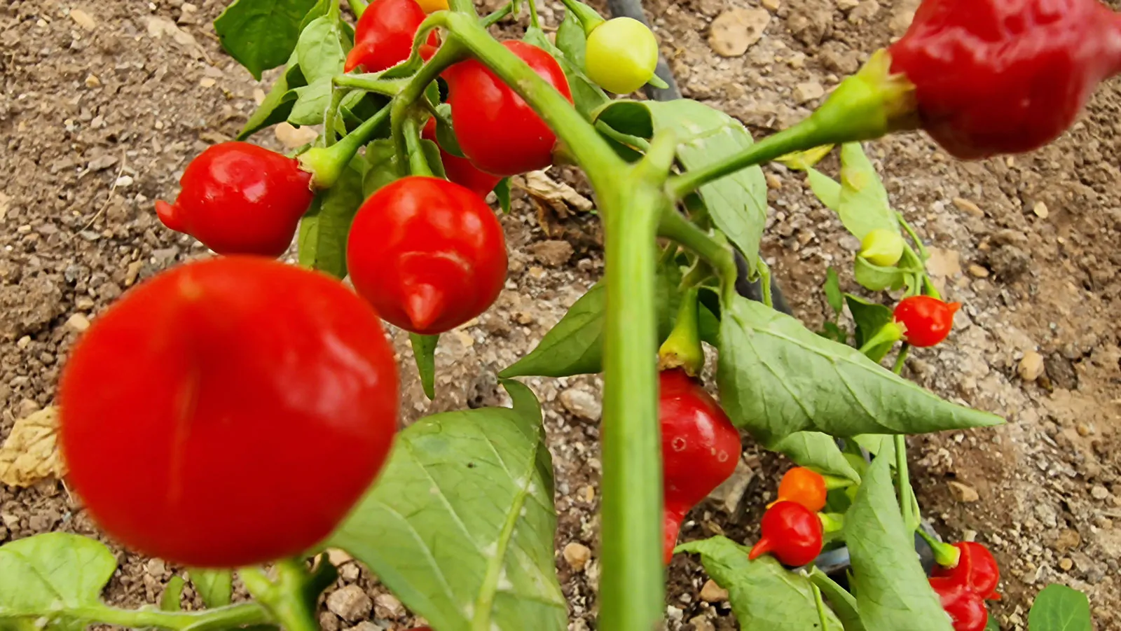 Red Biquinho Chilli Seeds - Image 5