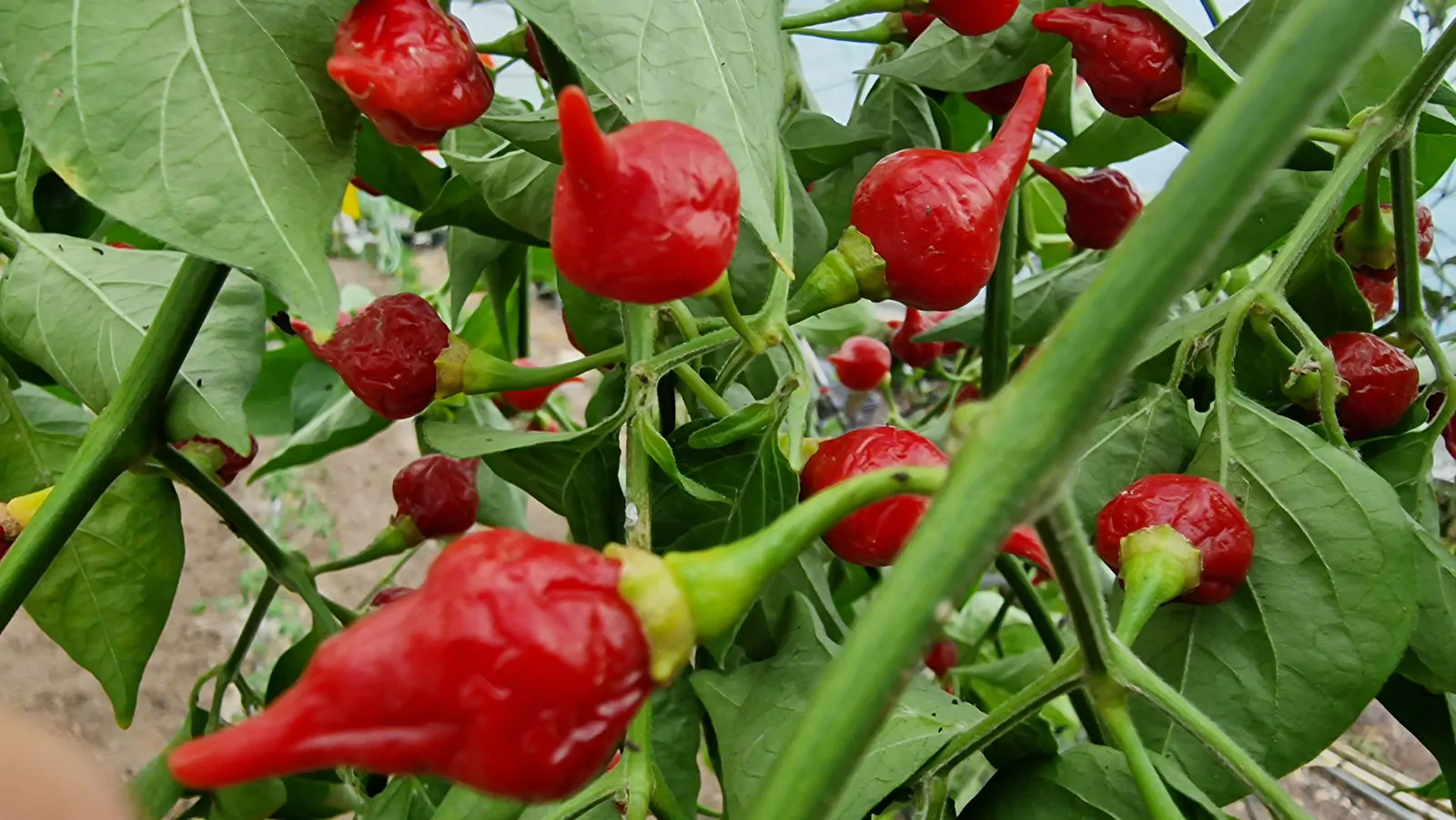 Red Biquinho Chilli Seeds - Image 6