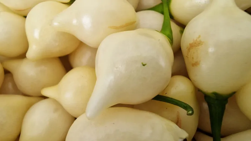 White Biquinho Chilli Seeds - Image 8
