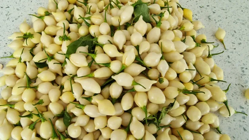 White Biquinho Chilli Seeds - Image 10