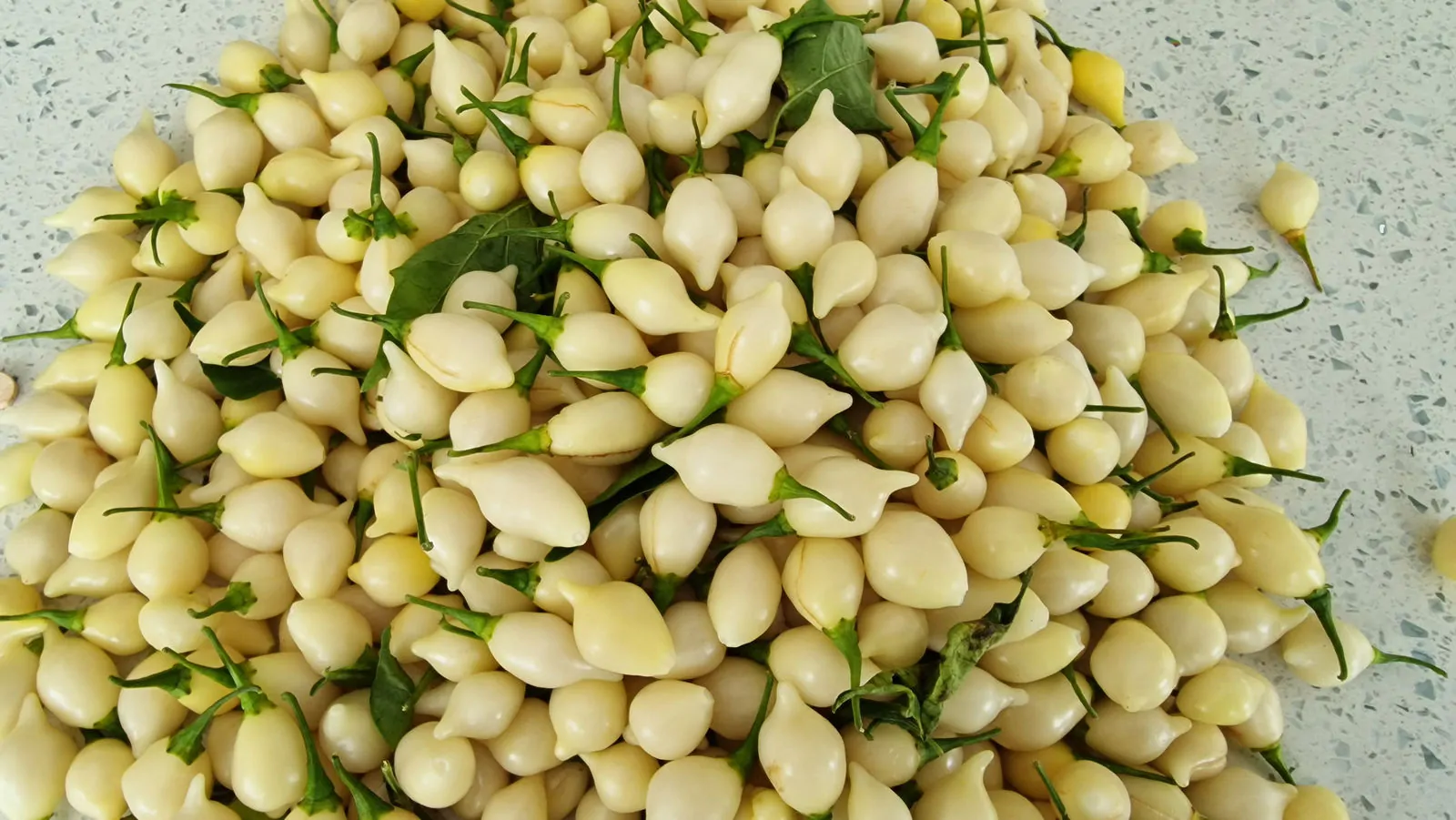 White Biquinho Chilli Seeds - Image 10