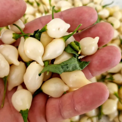 White Biquinho Chilli Seeds