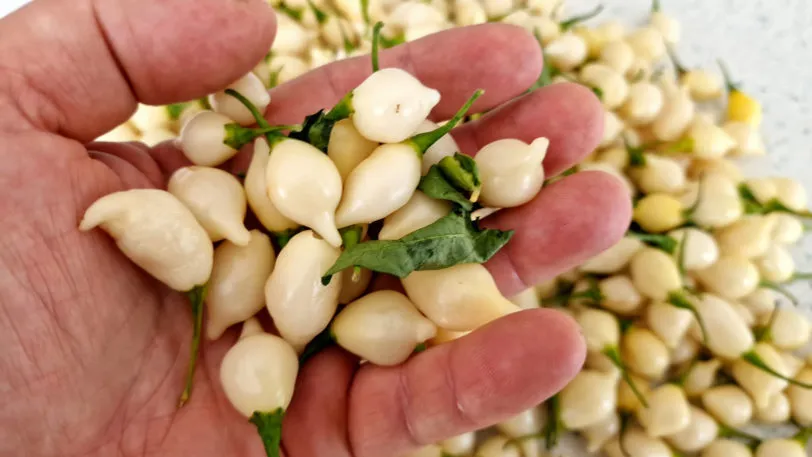 White Biquinho Chilli Seeds