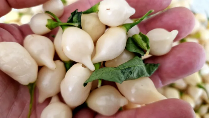 White Biquinho Chilli Seeds - Image 11