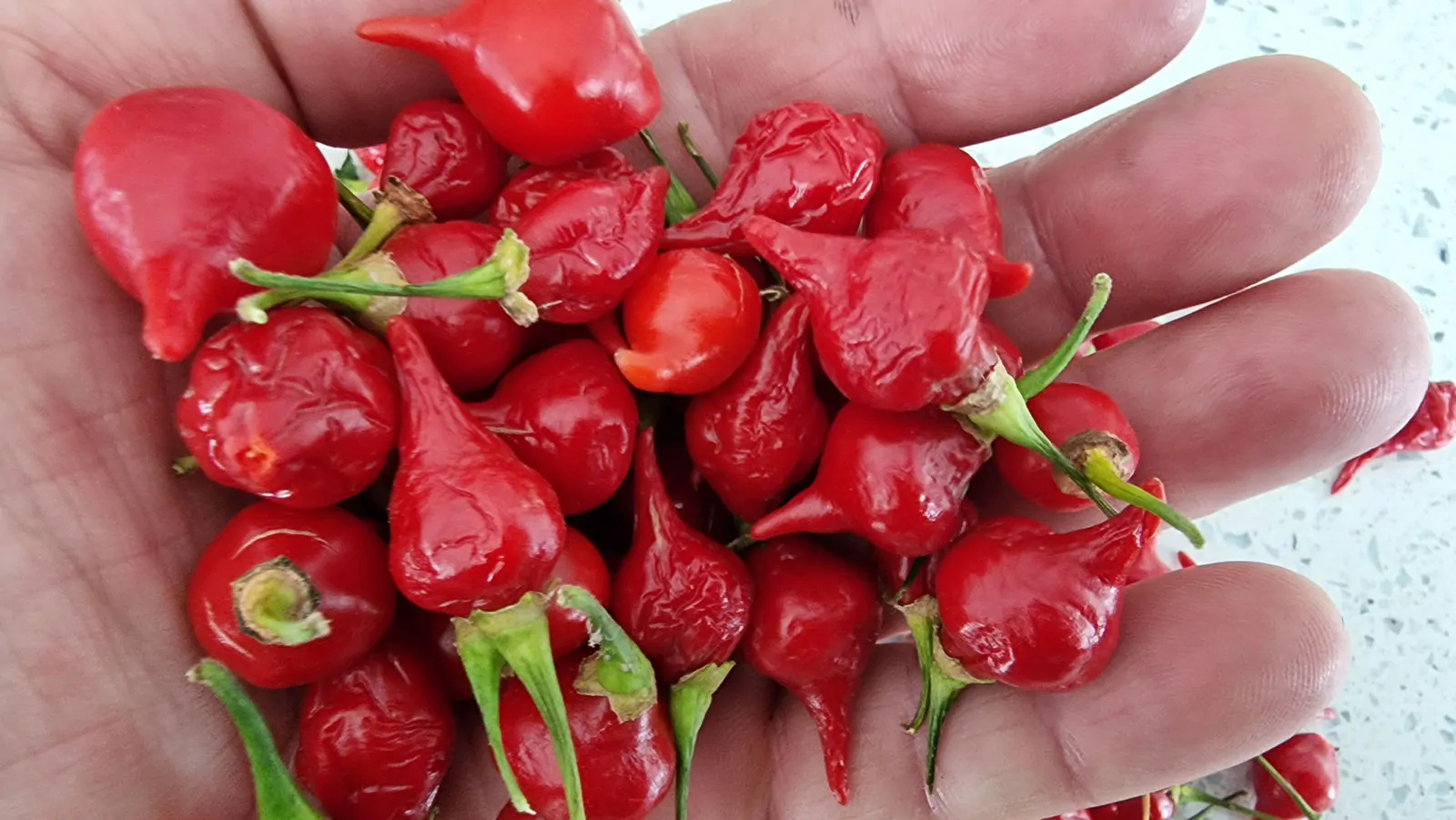 Red Biquinho Chilli Seeds - Image 3