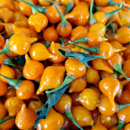 Yellow Biquinho Chilli Seeds