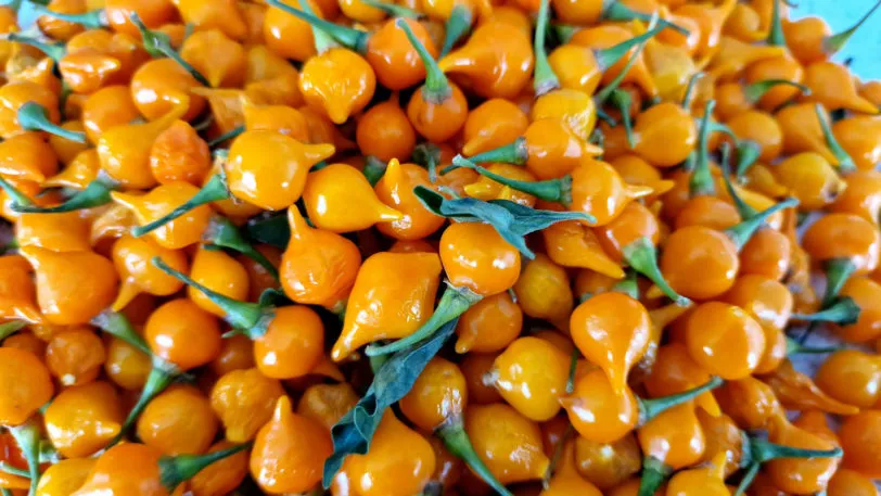 Yellow Biquinho Chilli Seeds