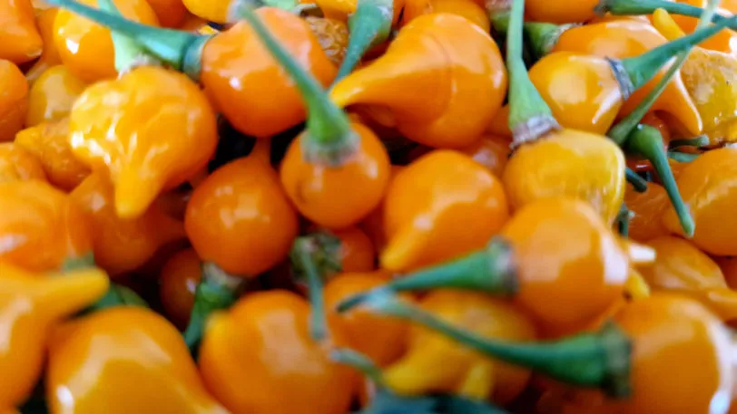 Yellow Biquinho Chilli Seeds - Image 2