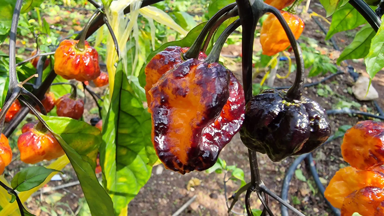 Pimenta da Dog Chilli Seeds - Image 4