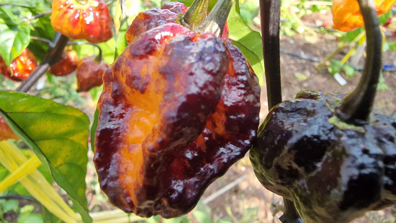 Pimenta da Dog Chilli Seeds - Image 8