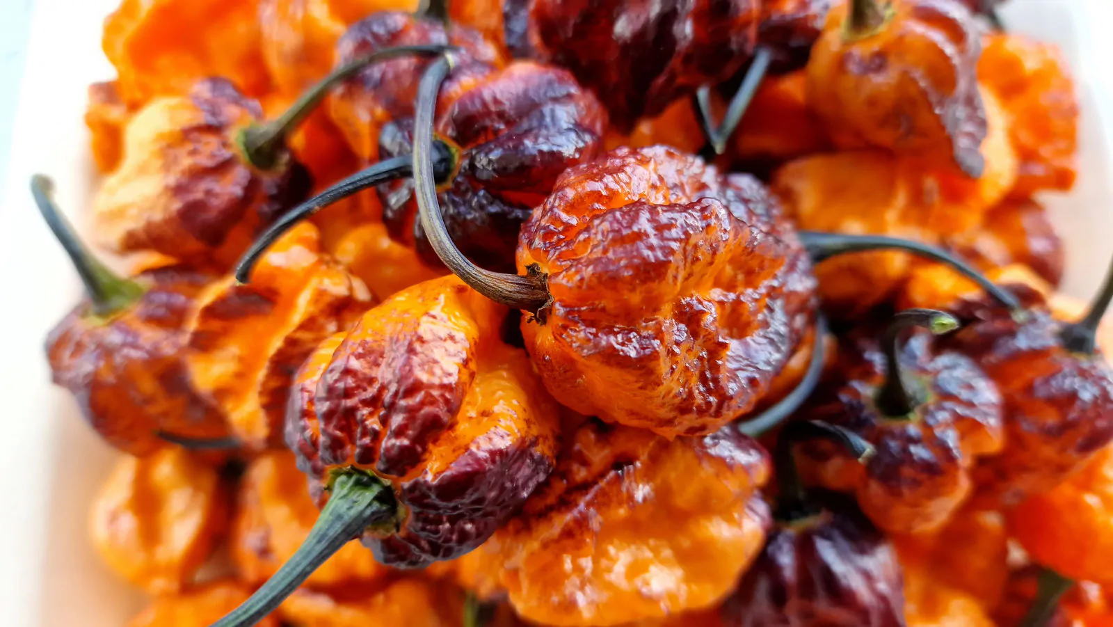 Pimenta da Dog Chilli Seeds - Image 9