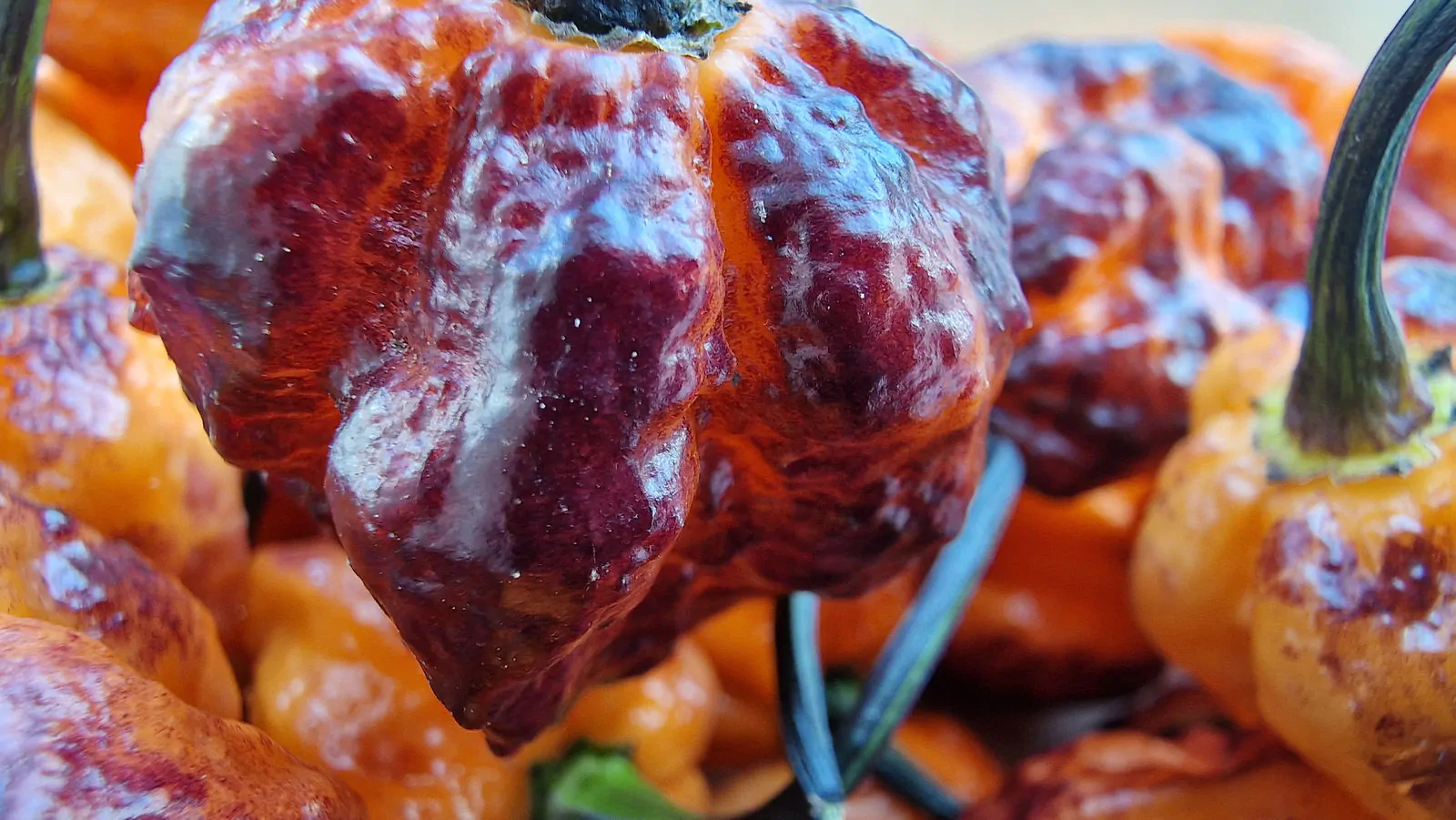 Pimenta da Dog Chilli Seeds - Image 10