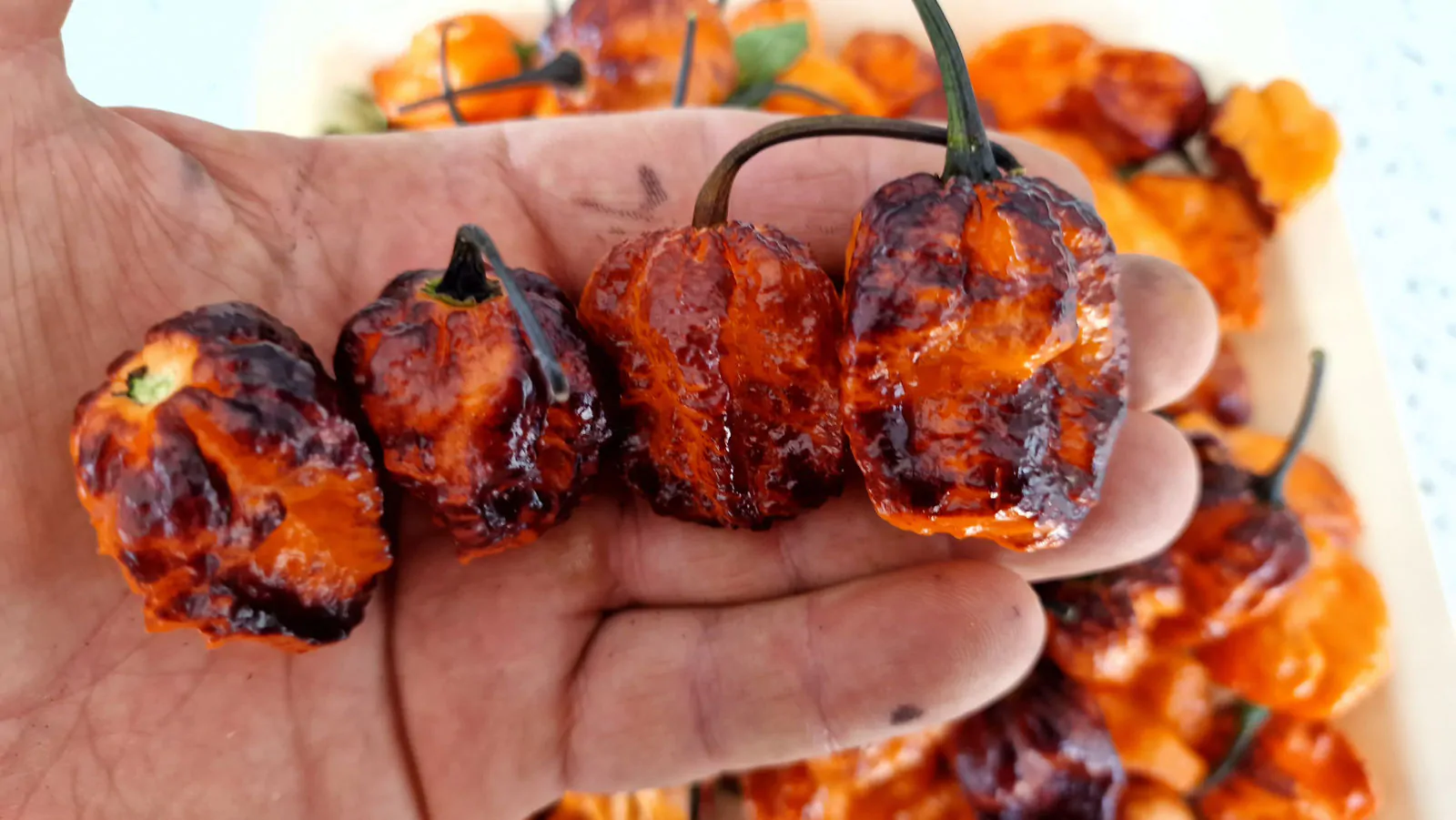 Pimenta da Dog Chilli Seeds - Image 6