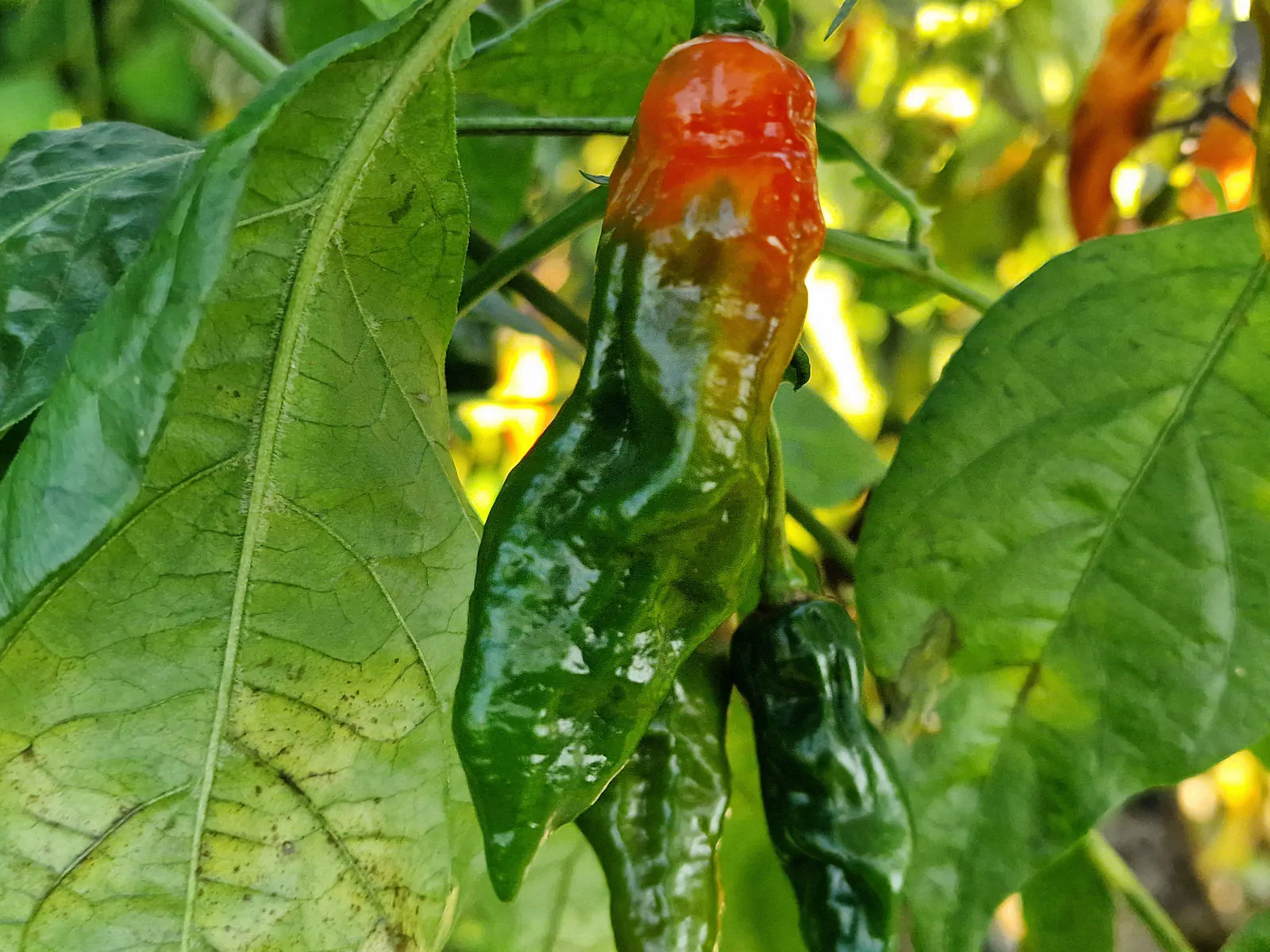 Devils Rib Chilli Seeds - Image 7