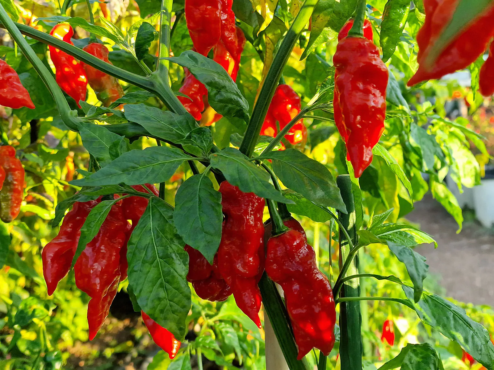 Devils Rib Chilli Seeds - Image 8