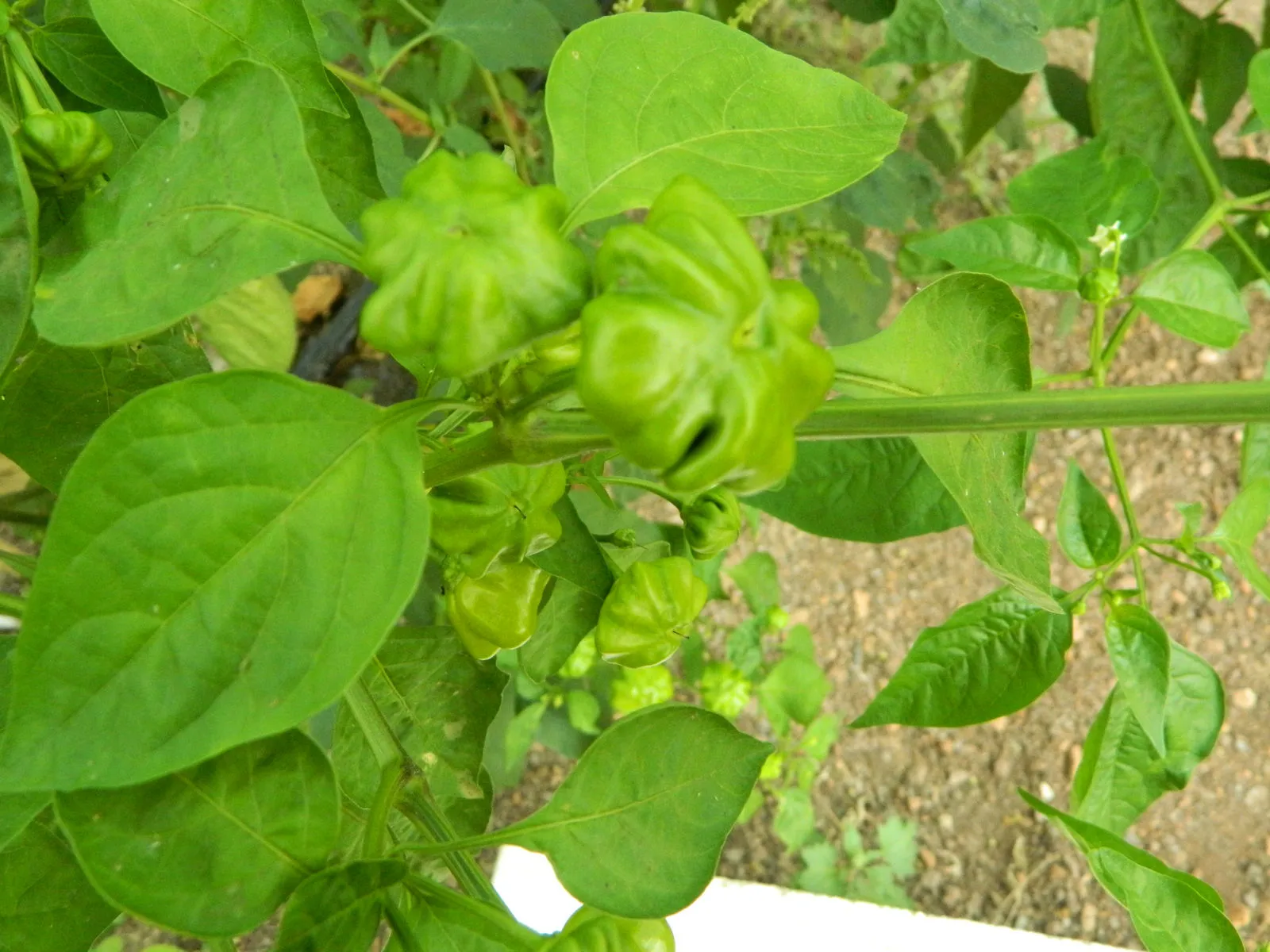 Brazilian Starfish Yellow Chilli Seeds - Image 5