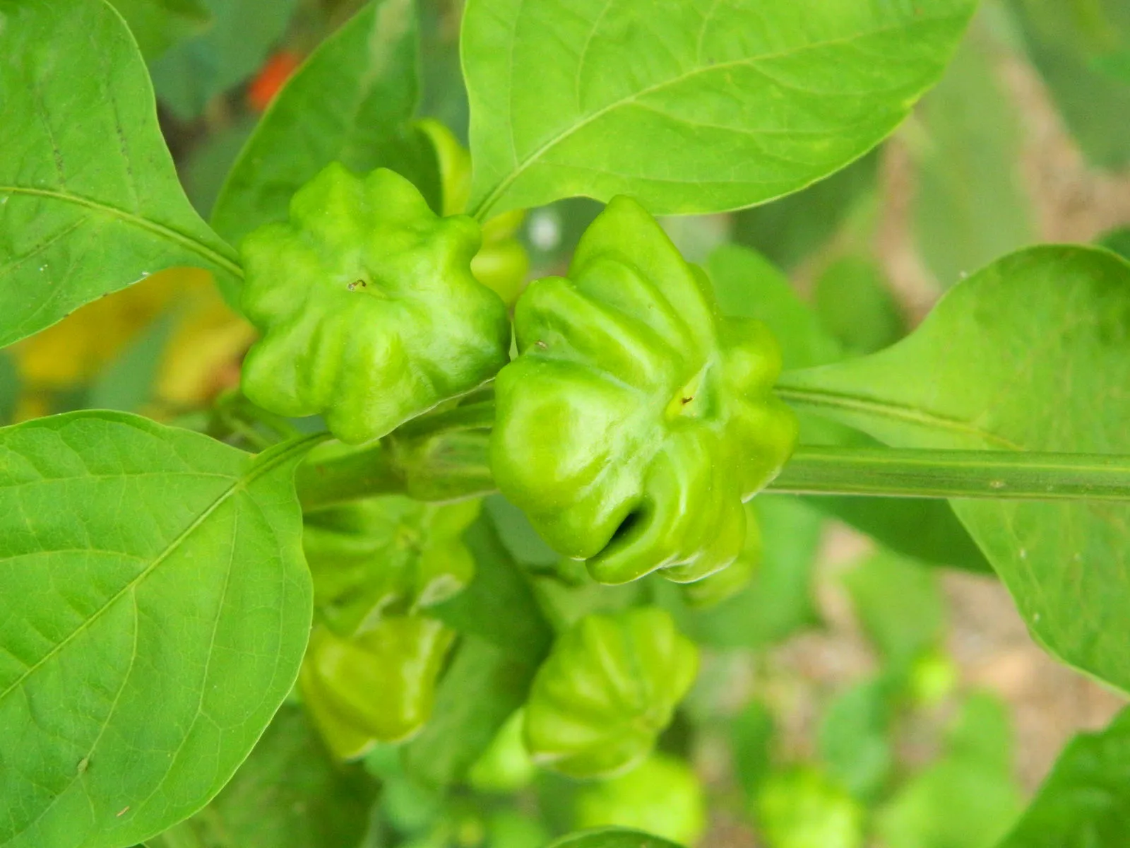 Brazilian Starfish Yellow Chilli Seeds - Image 3