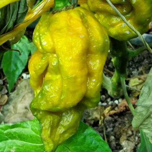 7 Pot Slimer Chilli Seeds