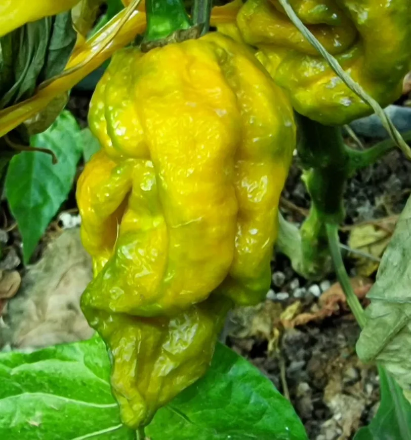 7 Pot Slimer Chilli Seeds