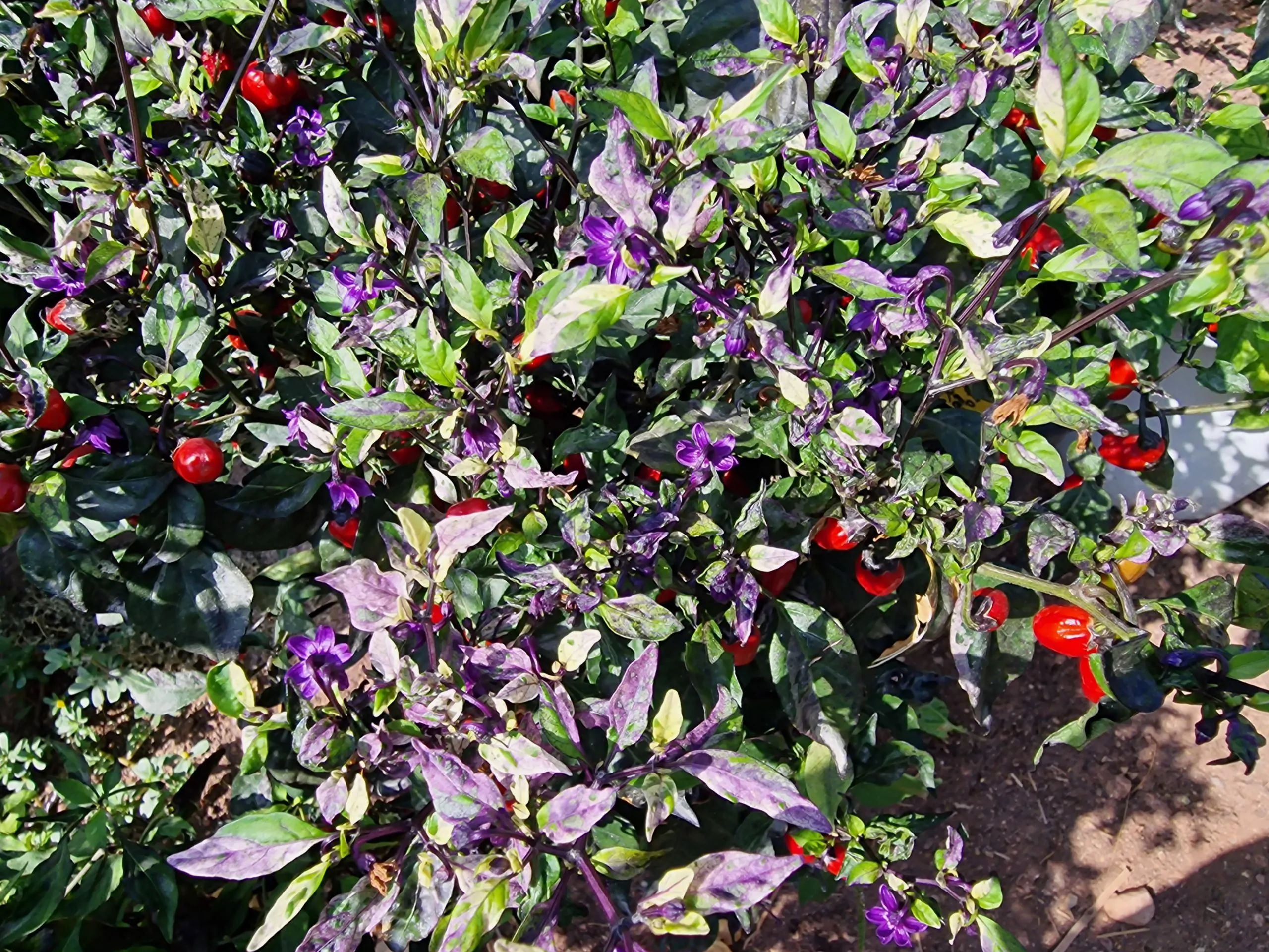 Beautiful, Variegated and Pretty Chilli Pepper Seeds Variety Pack - Image 7