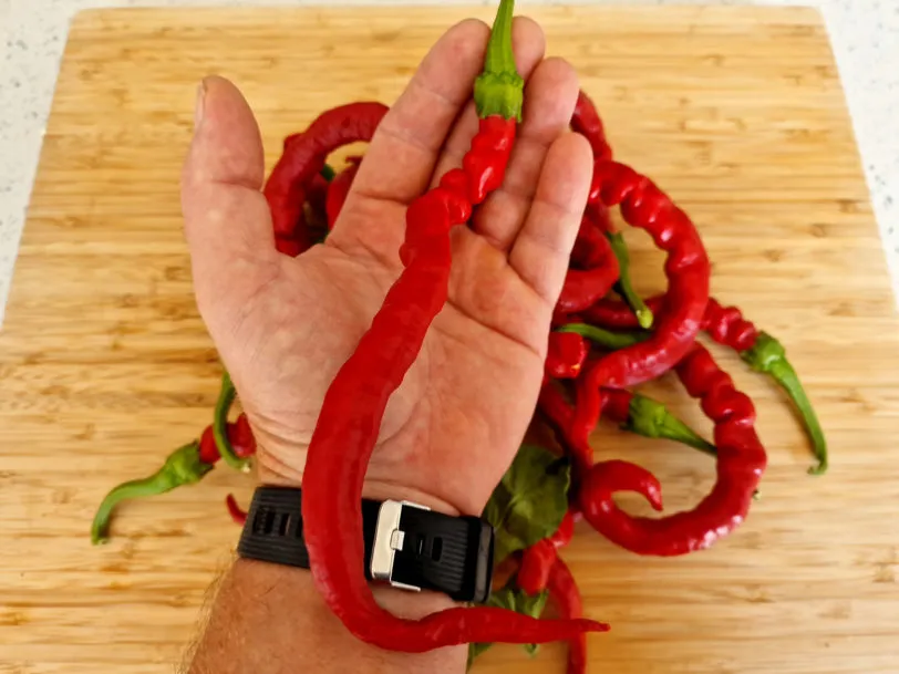 HJ2 Meteor Space Chilli Seeds - Image 6