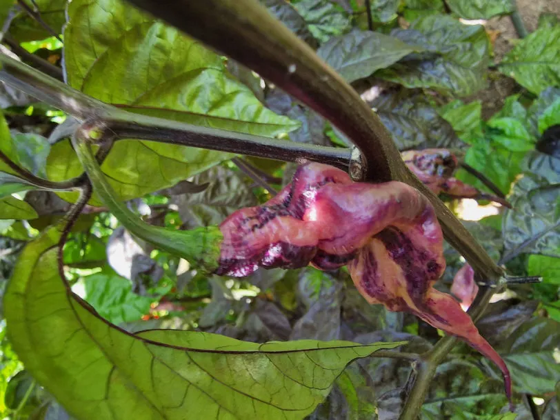 Jays Pink Chilli Seeds - Image 4