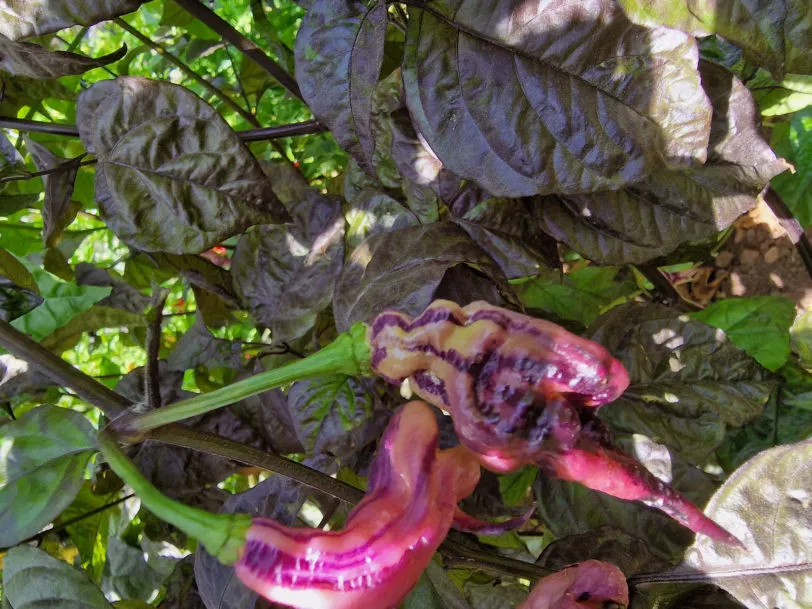 Jays Pink Chilli Seeds - Image 6