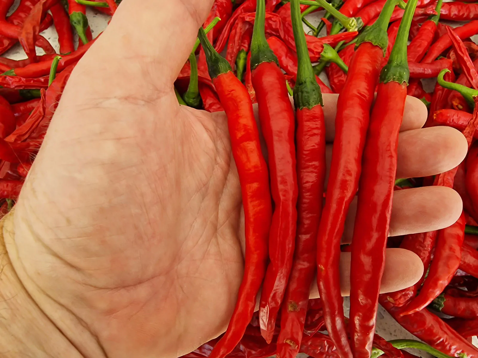 Hangjiao Space Chilli Seeds Full Pack - Image 6