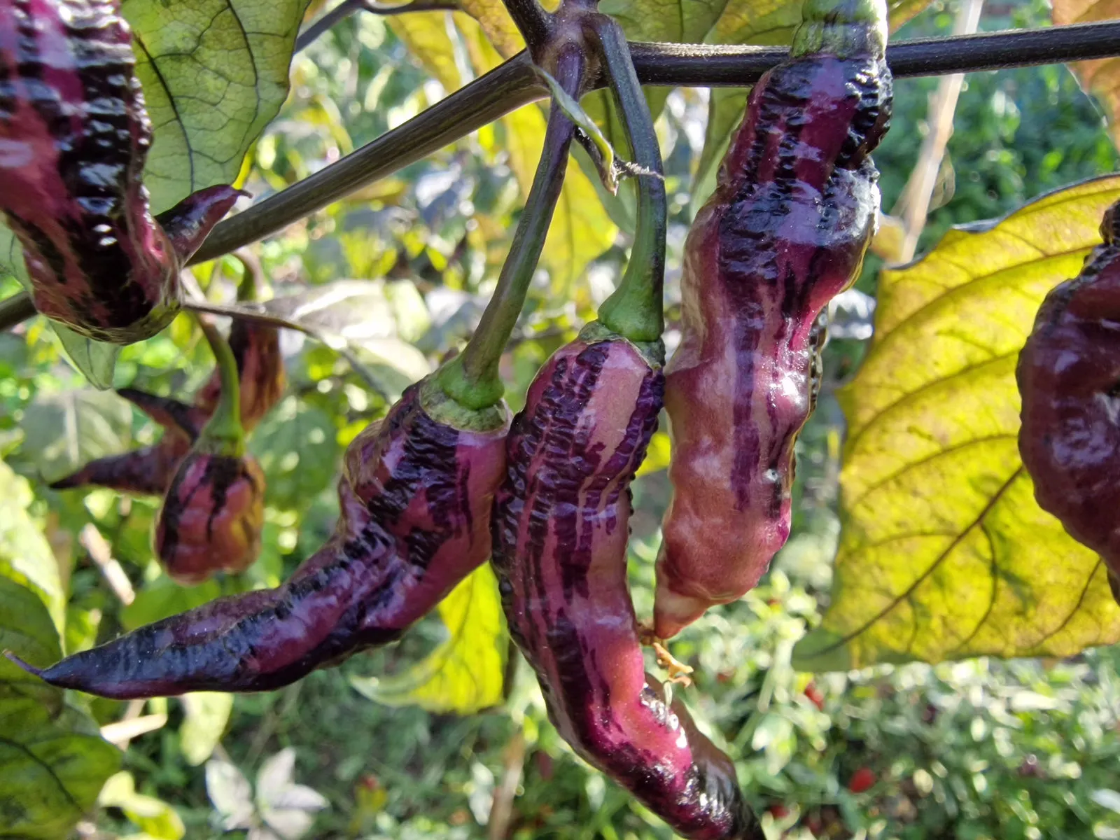 The Purple Dream Chilli Seeds - Image 7