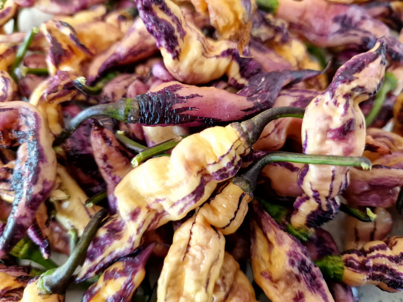 The Purple Dream Chilli Seeds - Image 4